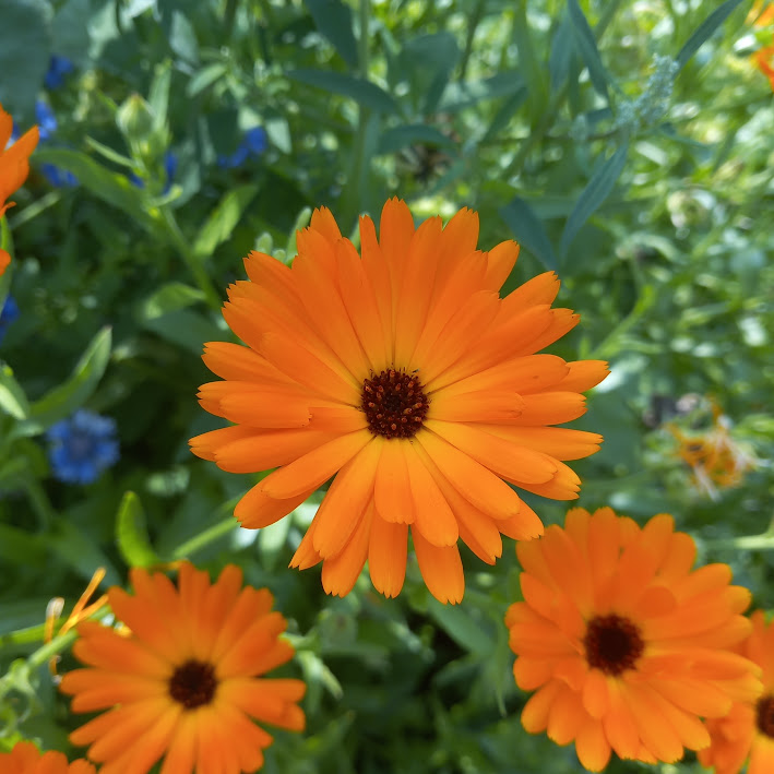 Fleur de calendula